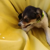 À L’ADOPTION, NASH, CHIOT MÂLE BERGER CRÉOLE, chien à adopter