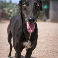 MORENA (101 Huellas), chienne à adopter