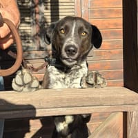 MILTON (Maria), chien à adopter