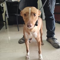 LILA (Maria), chienne à adopter