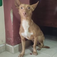 DONALD (Maria), chien à adopter