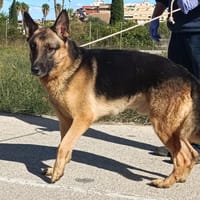 BRONCO (Maria), chien à adopter
