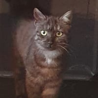 TULIPE, chatte à adopter