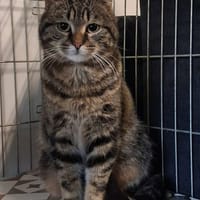 ADONIS, chat à adopter