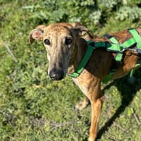 ALOE (Animalea), chienne à adopter