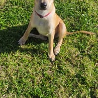 loulou croisé pincher réunion, chien à adopter