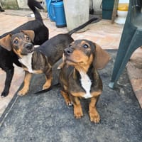 AIKO CHIOT croisé, chien à adopter