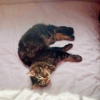 WIZZY, chat à adopter