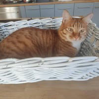 Tibi, chat à adopter