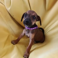 À L’ADOPTION, ALTEA, CHIOT FEMELLE BERGER CRÉOLE, chienne à adopter