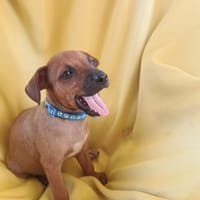 À L’ADOPTION, FALKO, CHIOT MÂLE BERGER CRÉOLE, chien à adopter