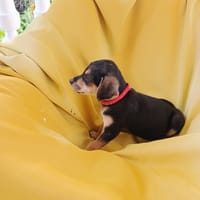 À L’ADOPTION, SEÏKA, CHIOT FEMELLE BERGER CRÉOLE, chienne à adopter