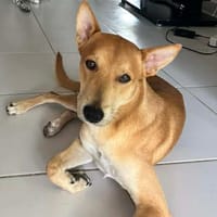 À L’ADOPTION, FOXY Mâle BERGER DES CANNES de couleur fauve, un caractère en or !, chien à adopter