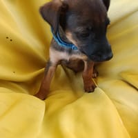 À L’ADOPTION, SNOOP, CHIOT MÂLE BERGER CRÉOLE, chien à adopter