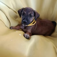 À L’ADOPTION, SPLEET, CHIOT MÂLE BERGER CRÉOLE, chien à adopter