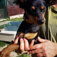 Salma, perra en adopción