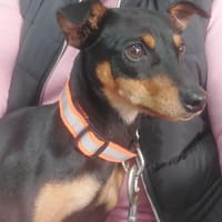 Salma, perra en adopción