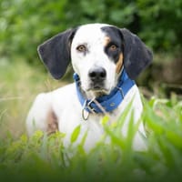 Pecas, perra en adopción