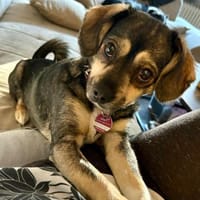 Bonny❤ sucht ihr Familie, Hündin zur Adoption