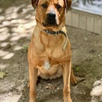 Benjamin unser Pechvogel sucht ein Platz, Hund zur Adoption