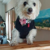 Drolliges Pärchen sucht Zuhause, Hund zur Adoption