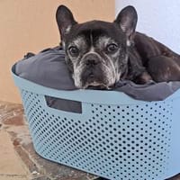 Französische Bulldogge sucht liebe Leute, Hündin zur Adoption