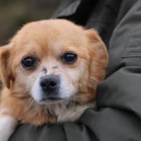 Faye - goldige, kleine Hündin, Hündin zur Adoption