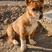 Witziger kleiner DENY, Hund zur Adoption