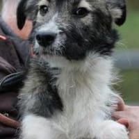 Ava - sensibel u. verspielt, Hündin zur Adoption