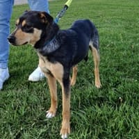 FANNY wartet auf ihre Menschen, Hündin zur Adoption