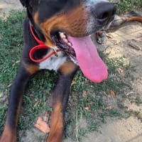 Tobi ein kinderlieber Rüde will geliebt, Hund zur Adoption