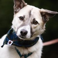 Hope - hat noch Hoffnung 🍀, Hündin zur Adoption