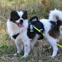 Poet aus einer sog.-Hinterhofzucht-, Hund zur Adoption