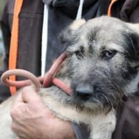 Melody - goldige Junghündin, Hündin zur Adoption