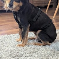 Sanfte Betty❤ sucht liebevolles Heim, Hündin zur Adoption