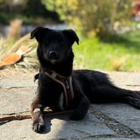 Oliver sucht sein Für-immer-Zuhause, Hund zur Adoption