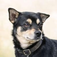 RICHIE ist ein ganz toller Junge, Hund zur Adoption