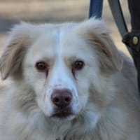 Gulia - zutraulich u. kinderlieb, Hündin zur Adoption