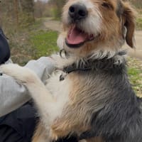 sensible Seele sucht Orientierung, Hund zur Adoption