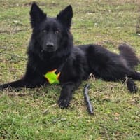 Wolfi ein Traumhund, Hund zur Adoption