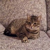 Einzelprinzessin Flia sucht ihre Familie, Katze zur Adoption