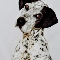 Lunares - Zuhause gesucht, Hündin zur Adoption