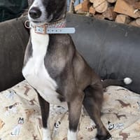 Amara die Zaubermaus / in 82284, Hündin zur Adoption