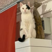 Hübscher Kater Pinki, Kater zur Adoption