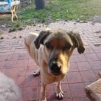 Khan mit Handycap, Hund zur Adoption