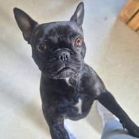 Lotte - ist aufdringlich,aber verspielt, Hündin zur Adoption