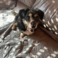 Franzl - baucht eine liebevolle Familie, Hund zur Adoption