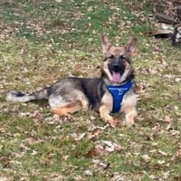 Ares  auf Teamsuche, Hund zur Adoption