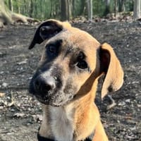 Dickie, geb. ca. 11/2025, 46236 Bottrop, Hündin zur Adoption