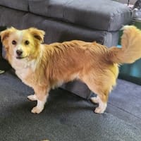 Sonnenschein sucht Familie, Hund zur Adoption